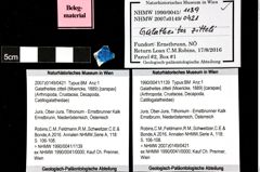 Foto (Objket + Etiketten) von Galatheites zitteli (Moericke, 1889) 